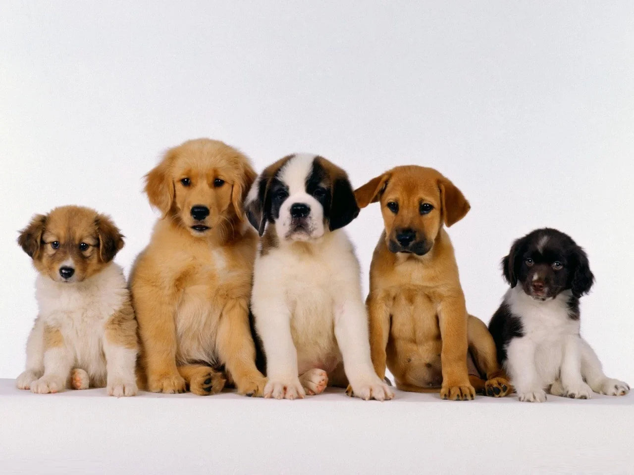LOVE OUR PETS